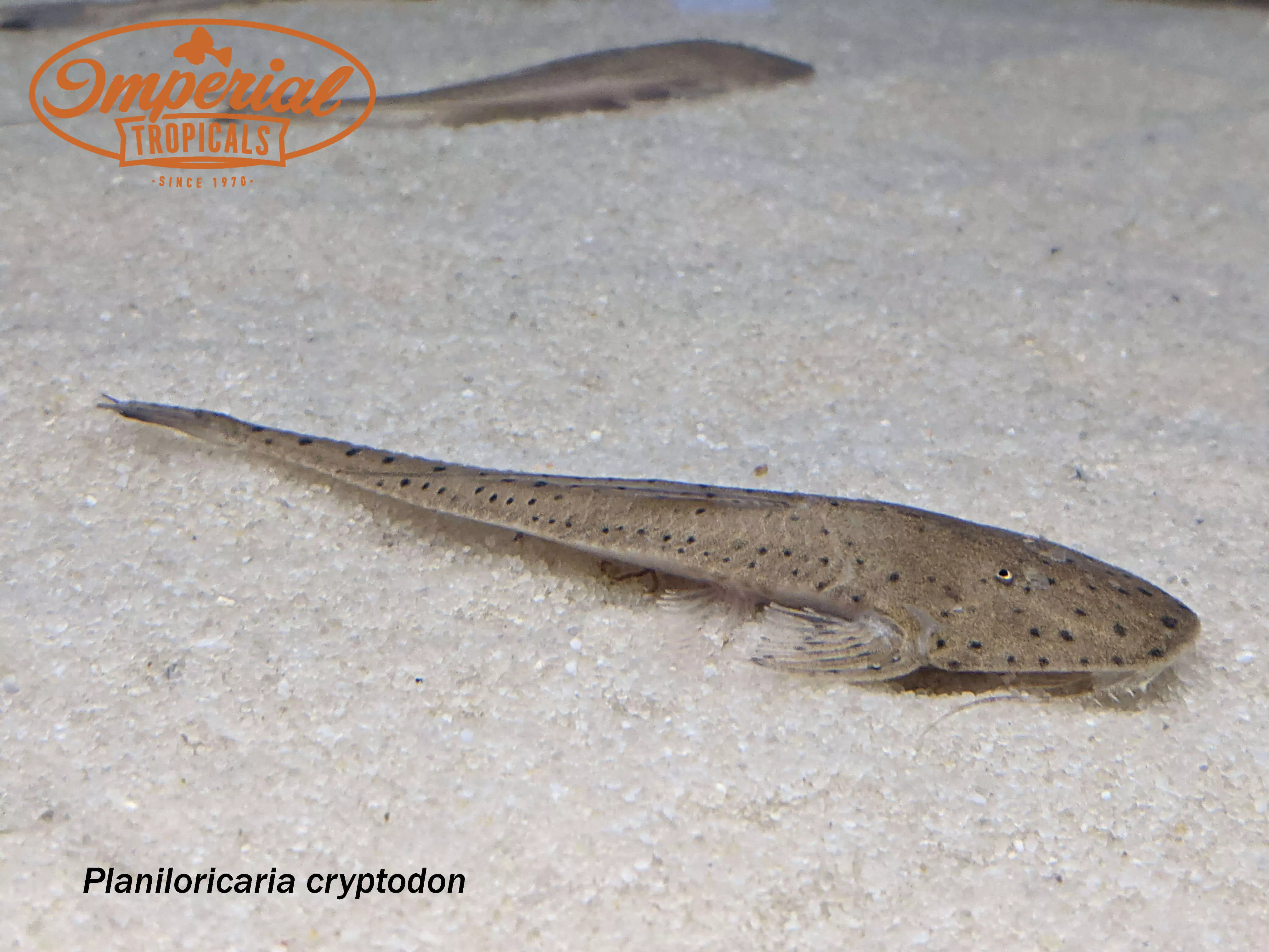 spoon-face-whiptail Spoon Face Whiptail