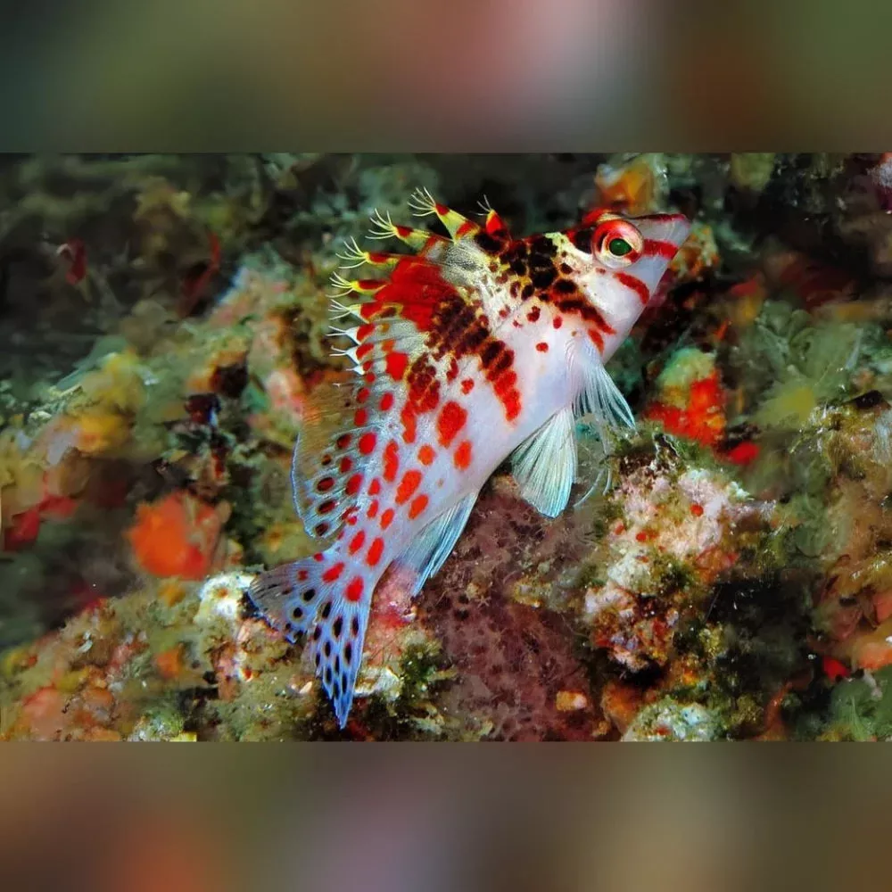 spotted-hawkfish Spotted Hawkfish