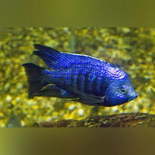 star-sapphire-cichlid Star Sapphire Cichlid