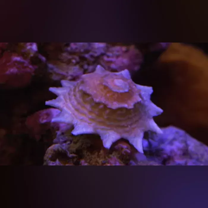 star-snail Star Snail