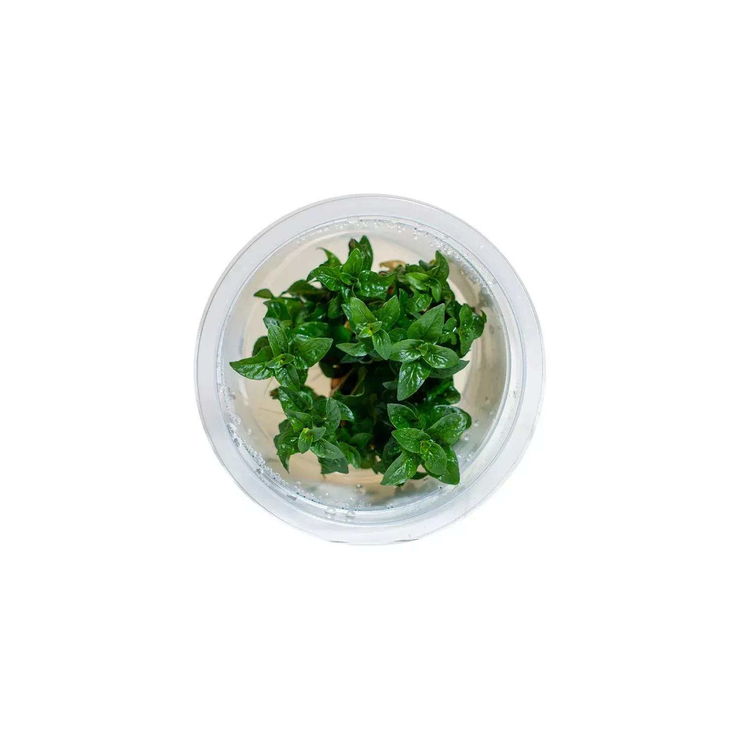 staurogyne-repens-tissue-culture Staurogyne repens - Tissue Culture