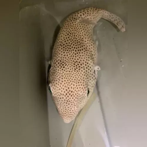 stella-puffer Stella Puffer