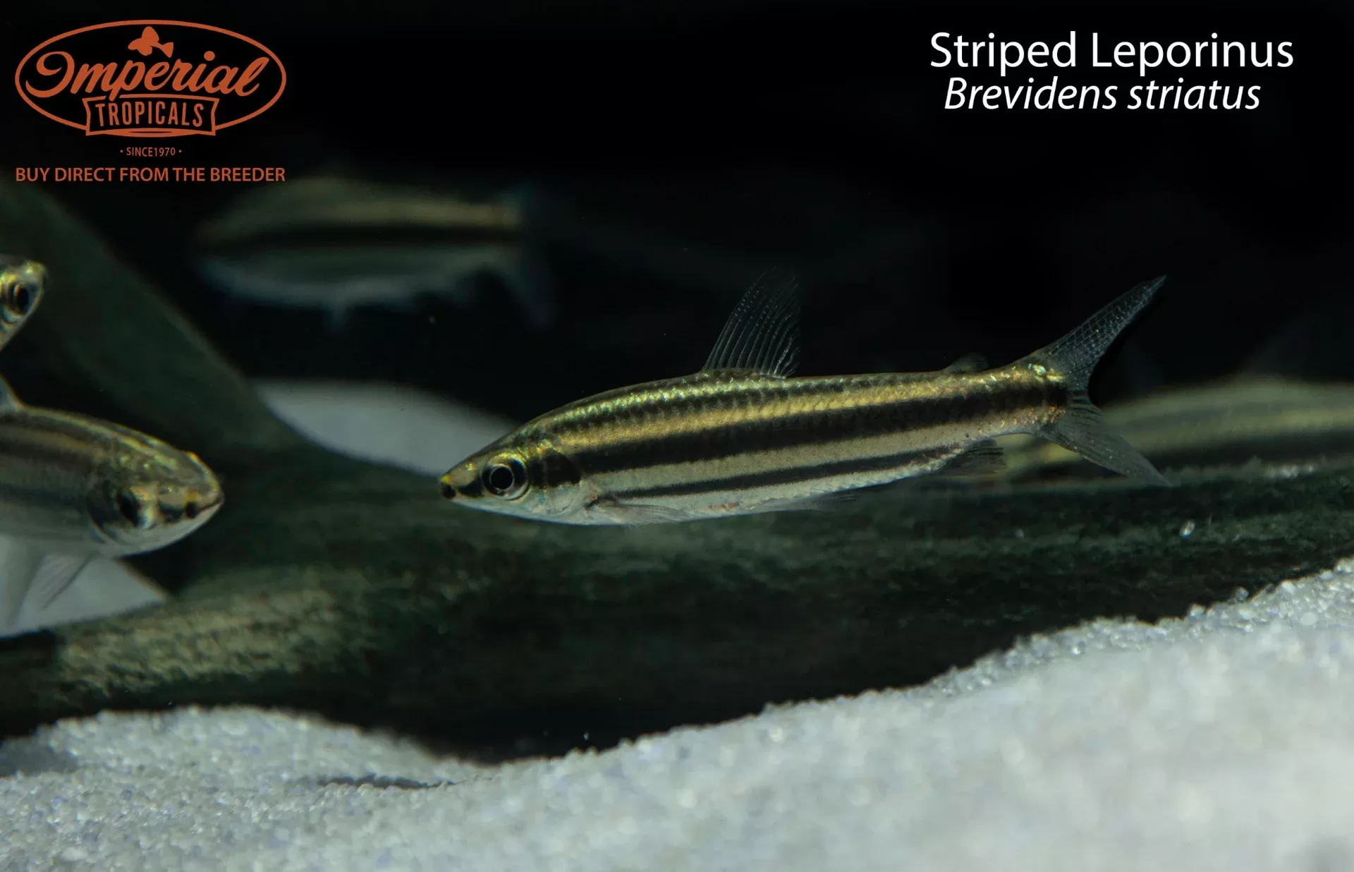 striped-leporinus-brevidens-striatus Striped Leporinus (Brevidens striatus)