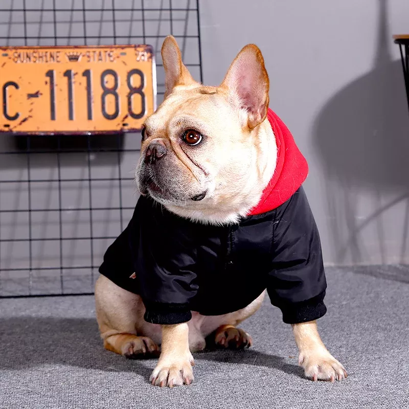 stylish-lab-retriever-outfits Stylish Lab & Retriever Outfits