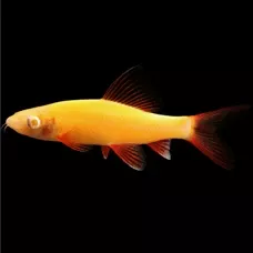 sunburst-orange-glo-shark Sunburst Orange Glo Shark