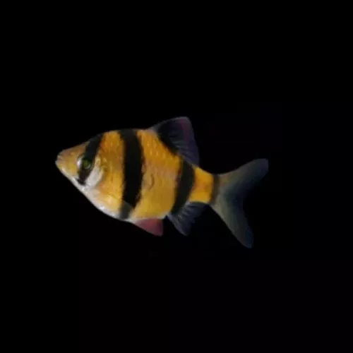 sunburst-orange-glofish-barb Sunburst Orange Glofish Barb