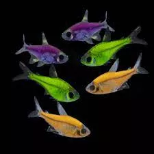 sunburst-orange-glofish-pristella Sunburst Orange Glofish Pristella