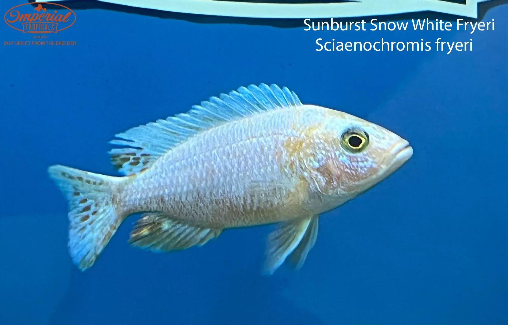 sunburst-snow-white-fryeri Sunburst Snow White Fryeri