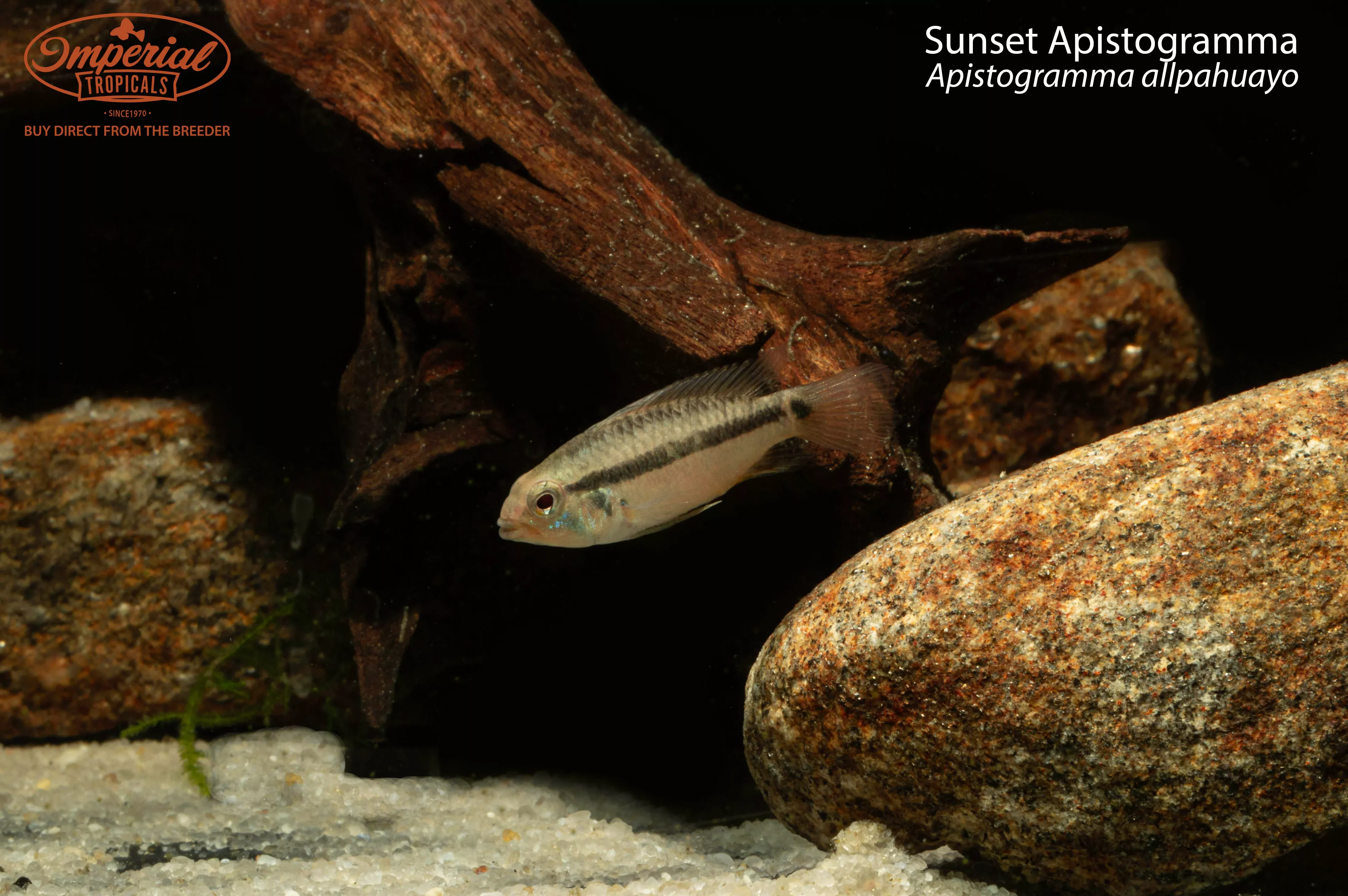 sunset-apistogramma Sunset Apistogramma