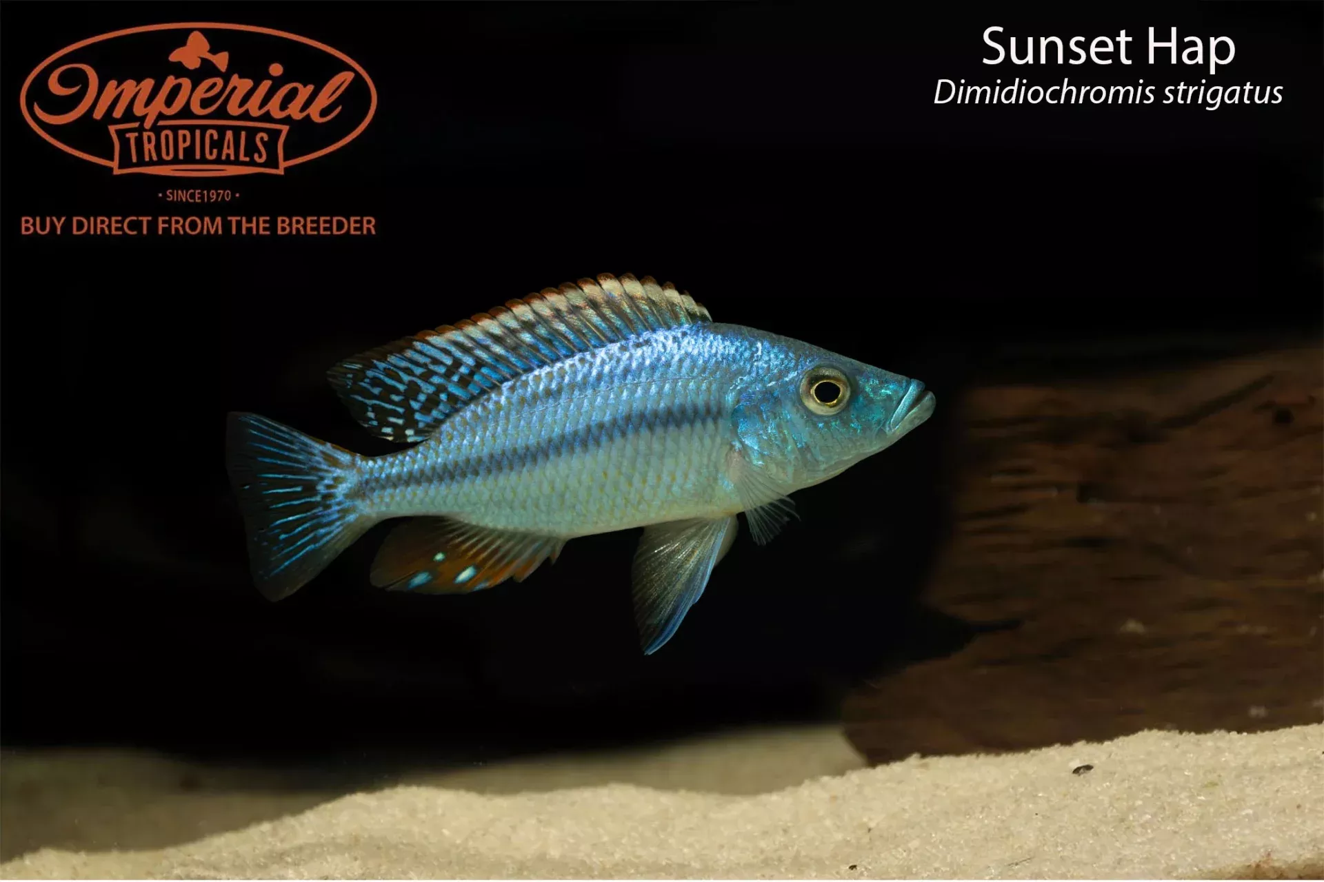 sunset-hap Sunset Hap