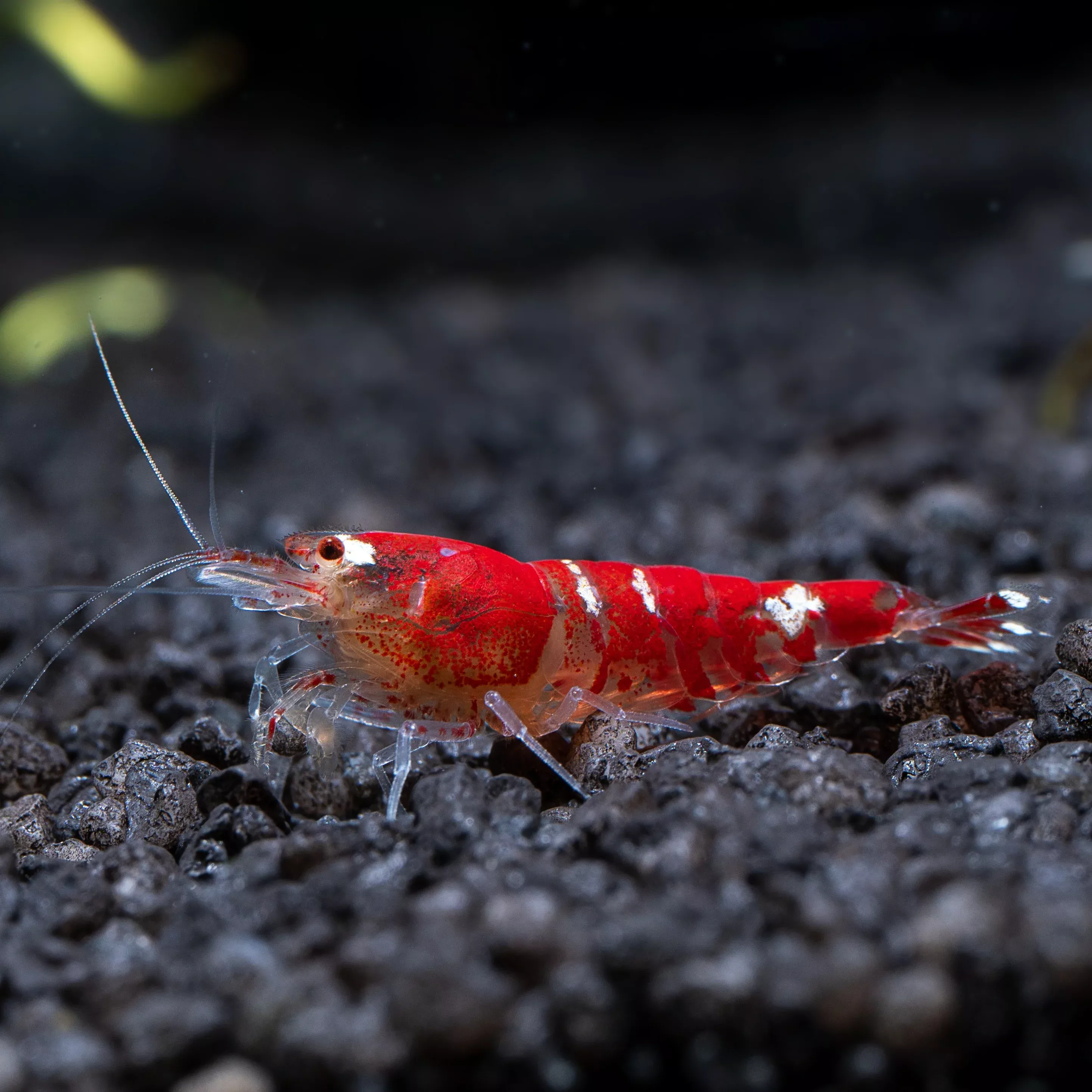 super-crystal-red-shrimp Super Crystal Red Shrimp