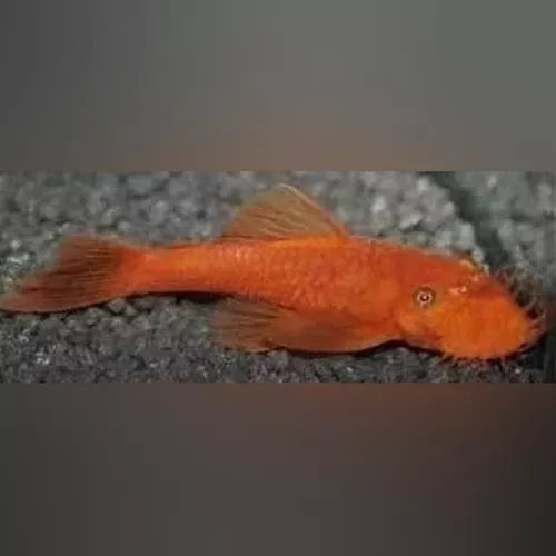 super-red-l-144-bushynose-pleco Super Red L-144 Bushynose Pleco