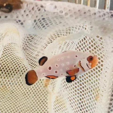 swiss-clownfish Swiss Clownfish