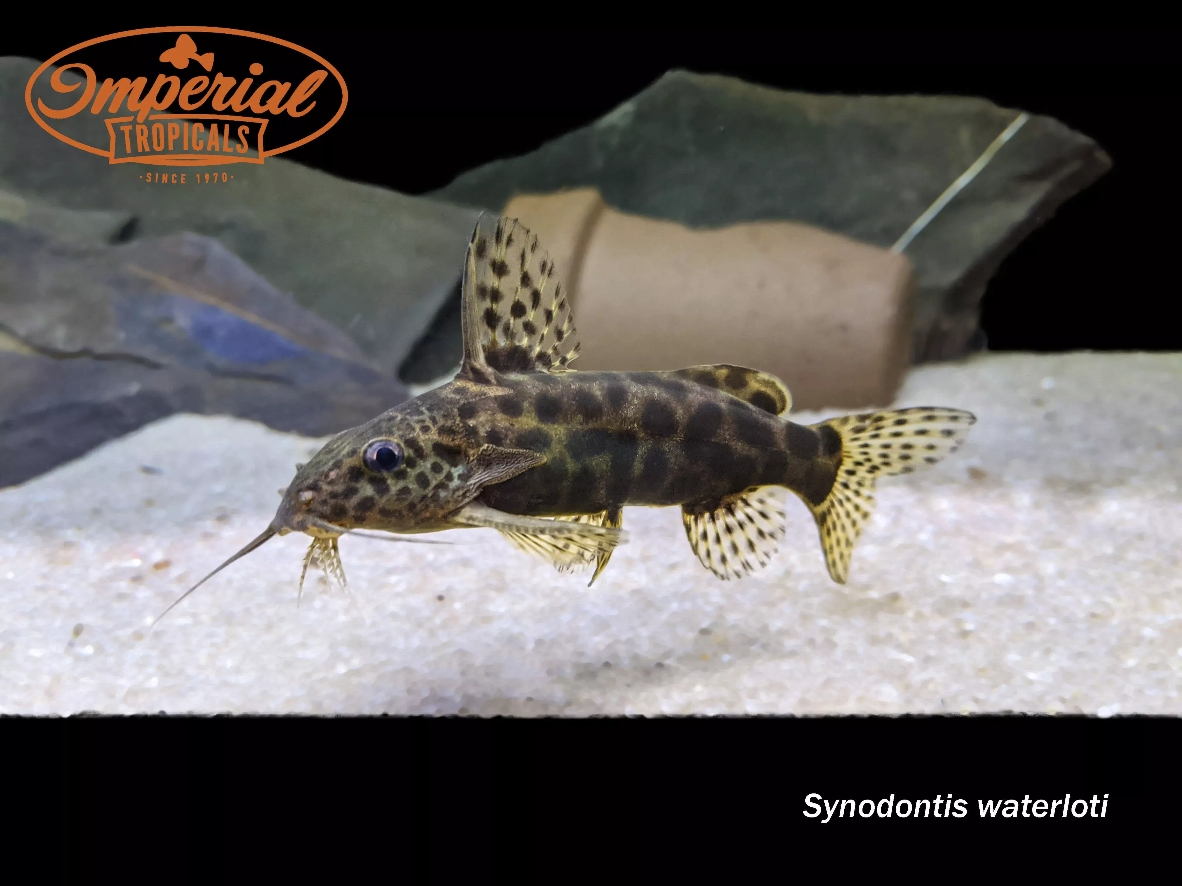 synodontis-waterloti Synodontis waterloti
