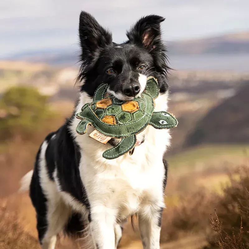 tara-turtle-miro-makauri-eco-dog-toy Tara Turtle Miro & Makauri Eco Dog Toy