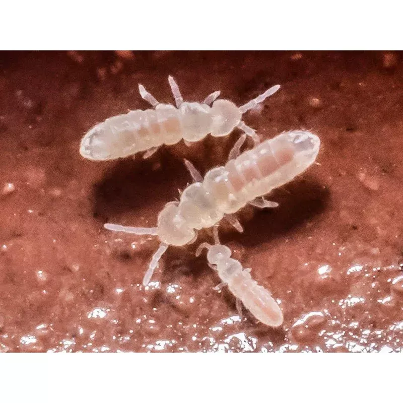 temperate-white-springtail-starter-culture-folsomia-candida Temperate White Springtail Starter Culture (Folsomia Candida)
