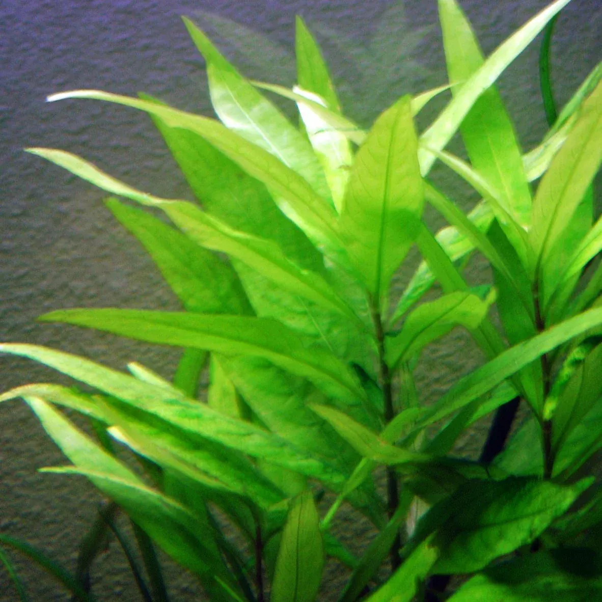 temple-plant Temple Plant