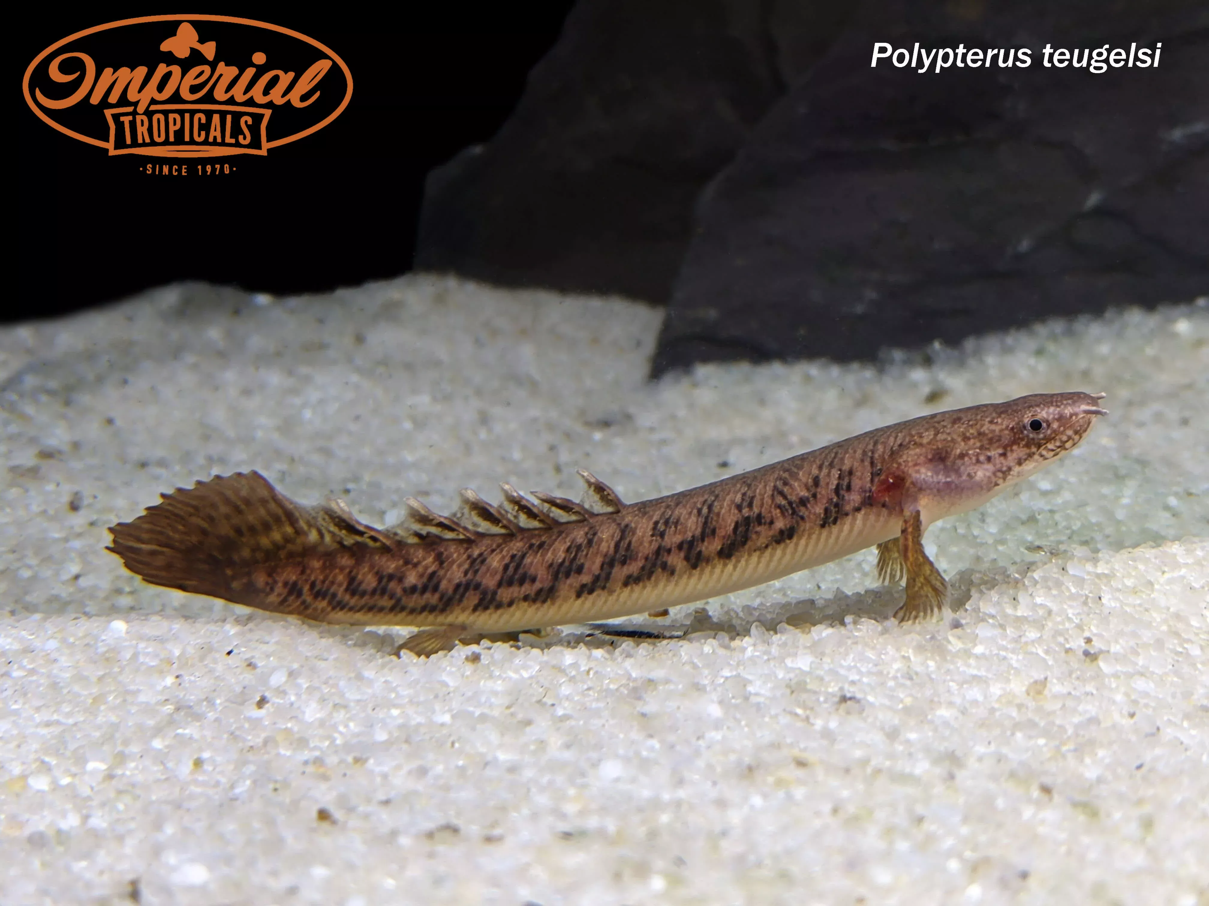 teugelsi-bichir Teugelsi Bichir