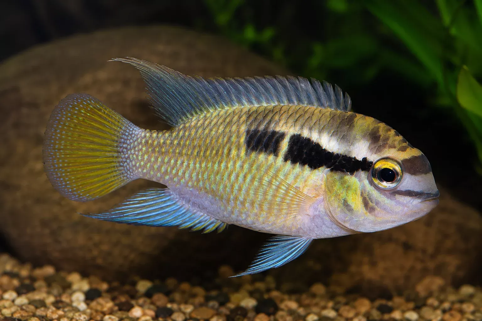 thayeri-dwarf-acara Thayeri Dwarf Acara