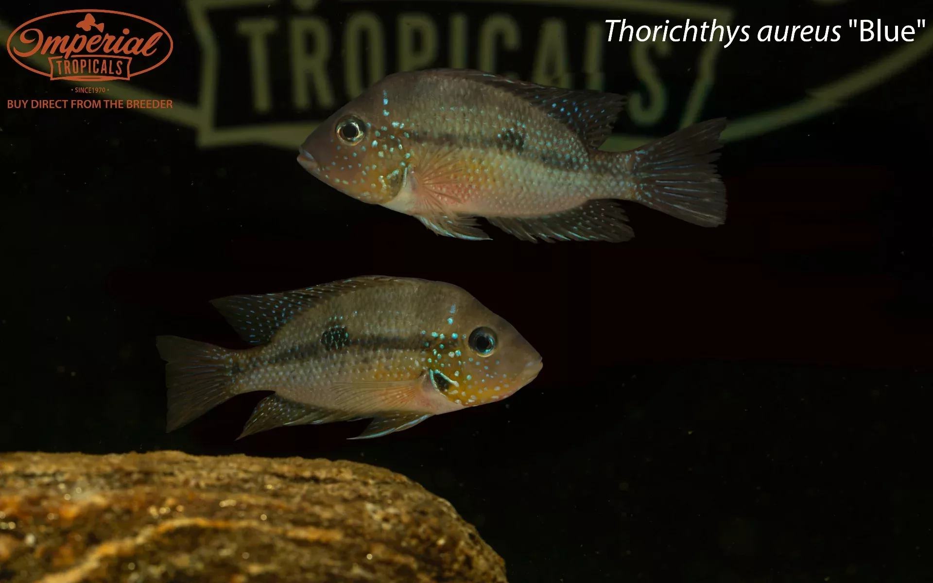 thorichthys-aureus-blue Thorichthys aureus "Blue"