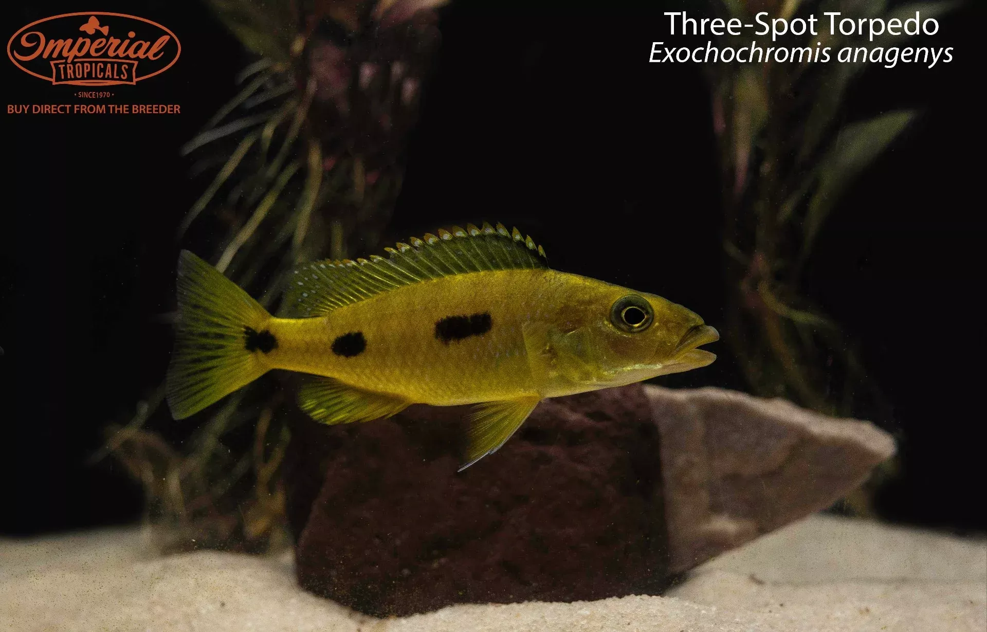 three-spot-torpedo-hap Three-Spot Torpedo Hap