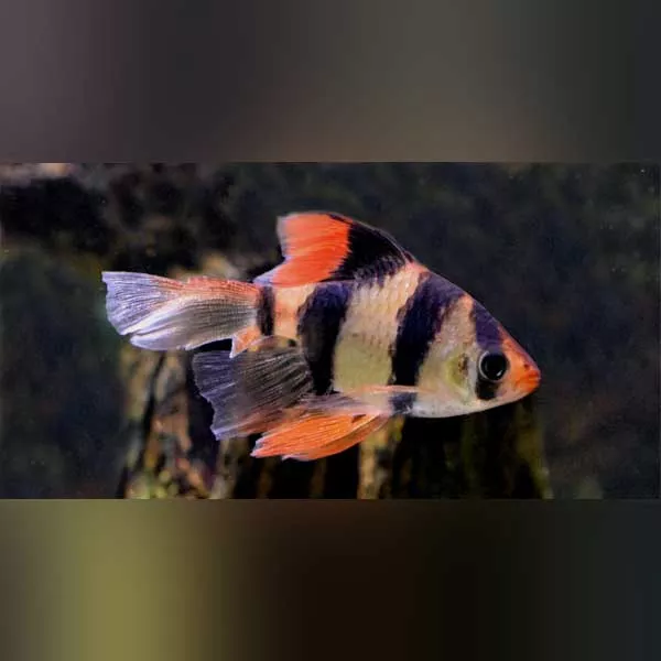 tiger-barb-long-fin Tiger Barb Long Fin