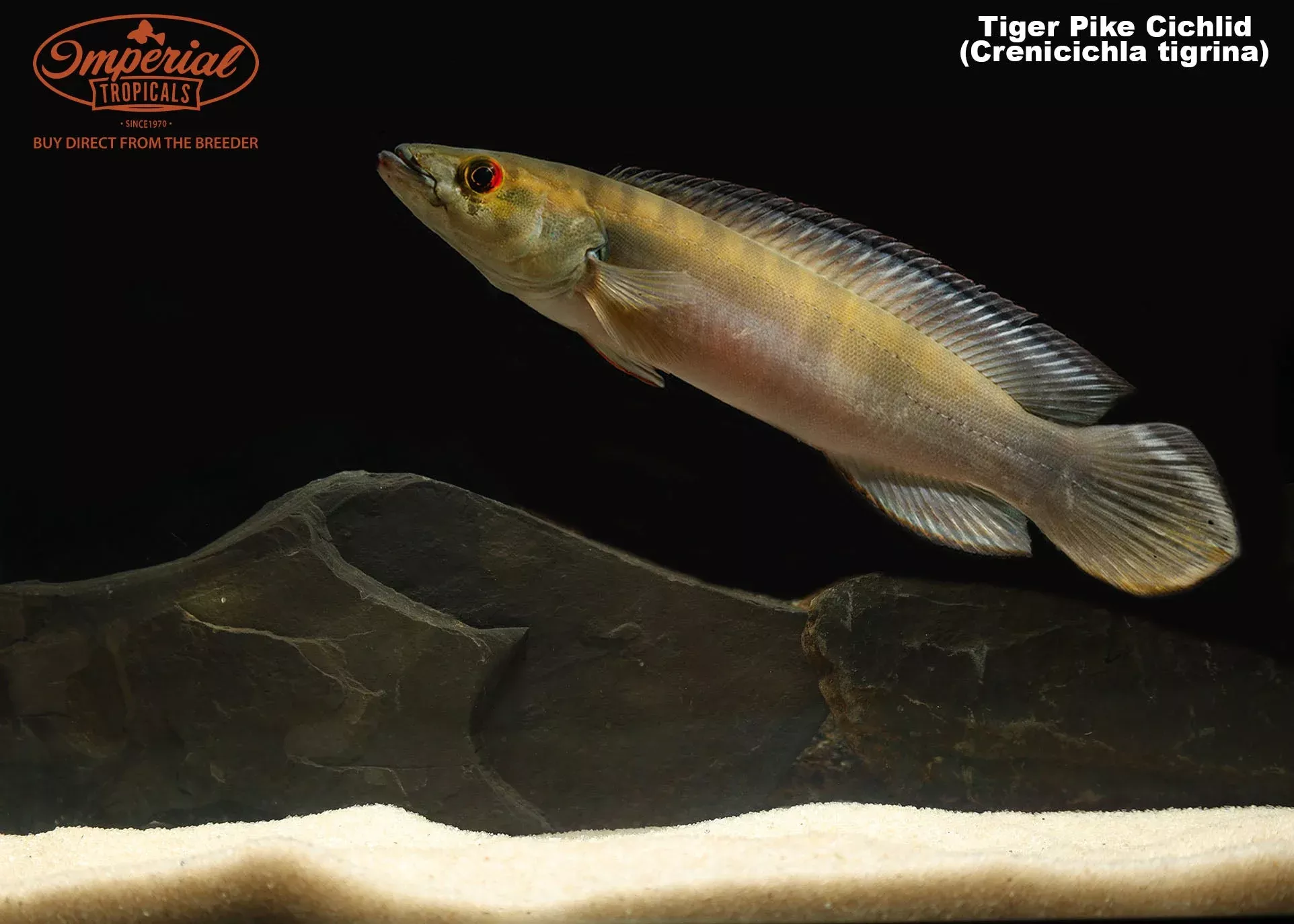 tiger-pike-cichlid Tiger Pike Cichlid