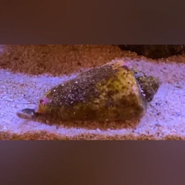 tiger-sand-snail Tiger Sand Snail