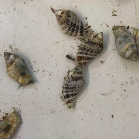 tonga-fighting-conch Tonga Fighting Conch
