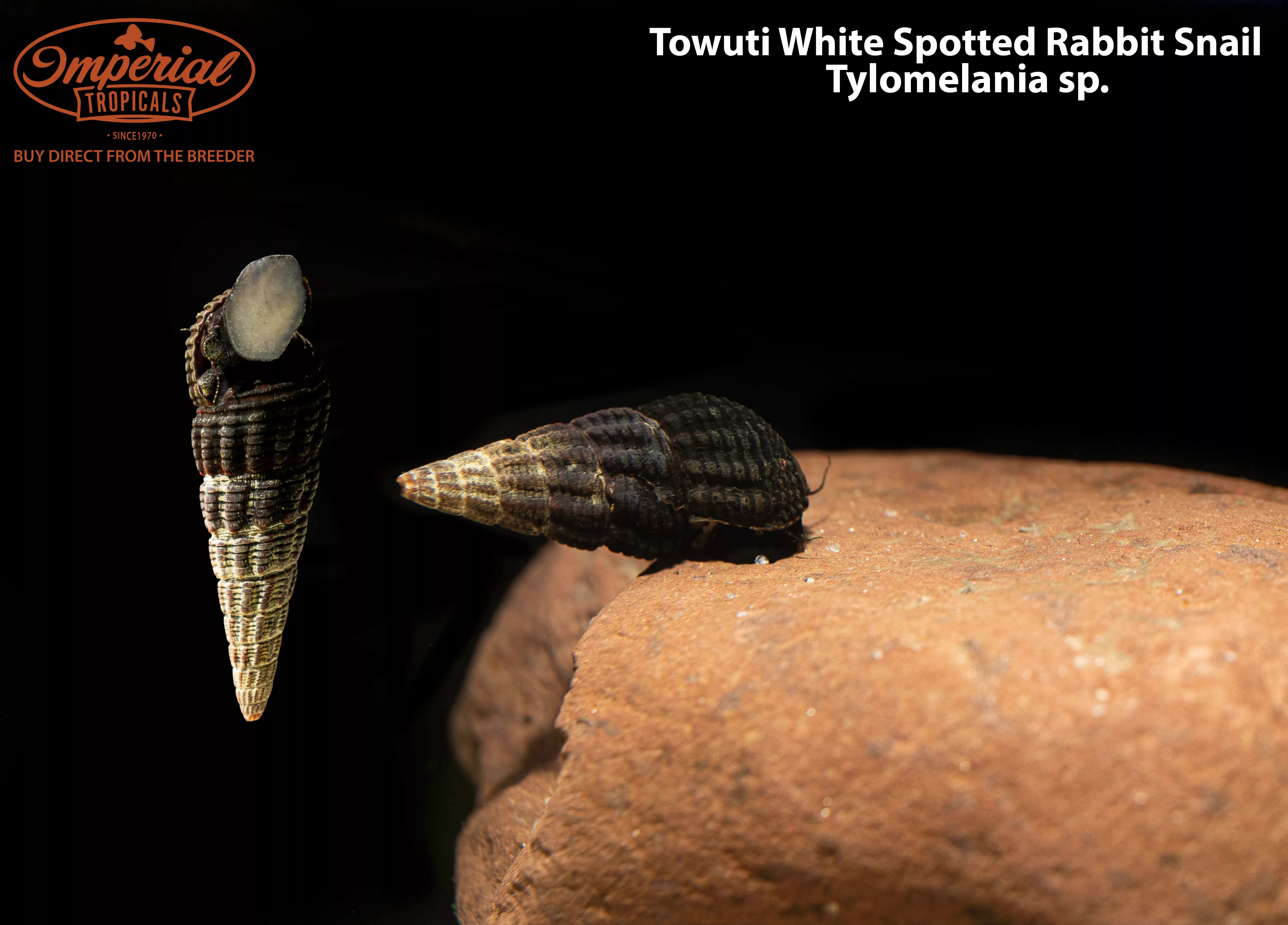 towuti-white-spotted-rabbit-snail Towuti White Spotted Rabbit Snail