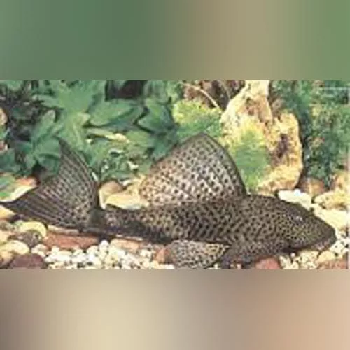 trinidad-pleco Trinidad Pleco