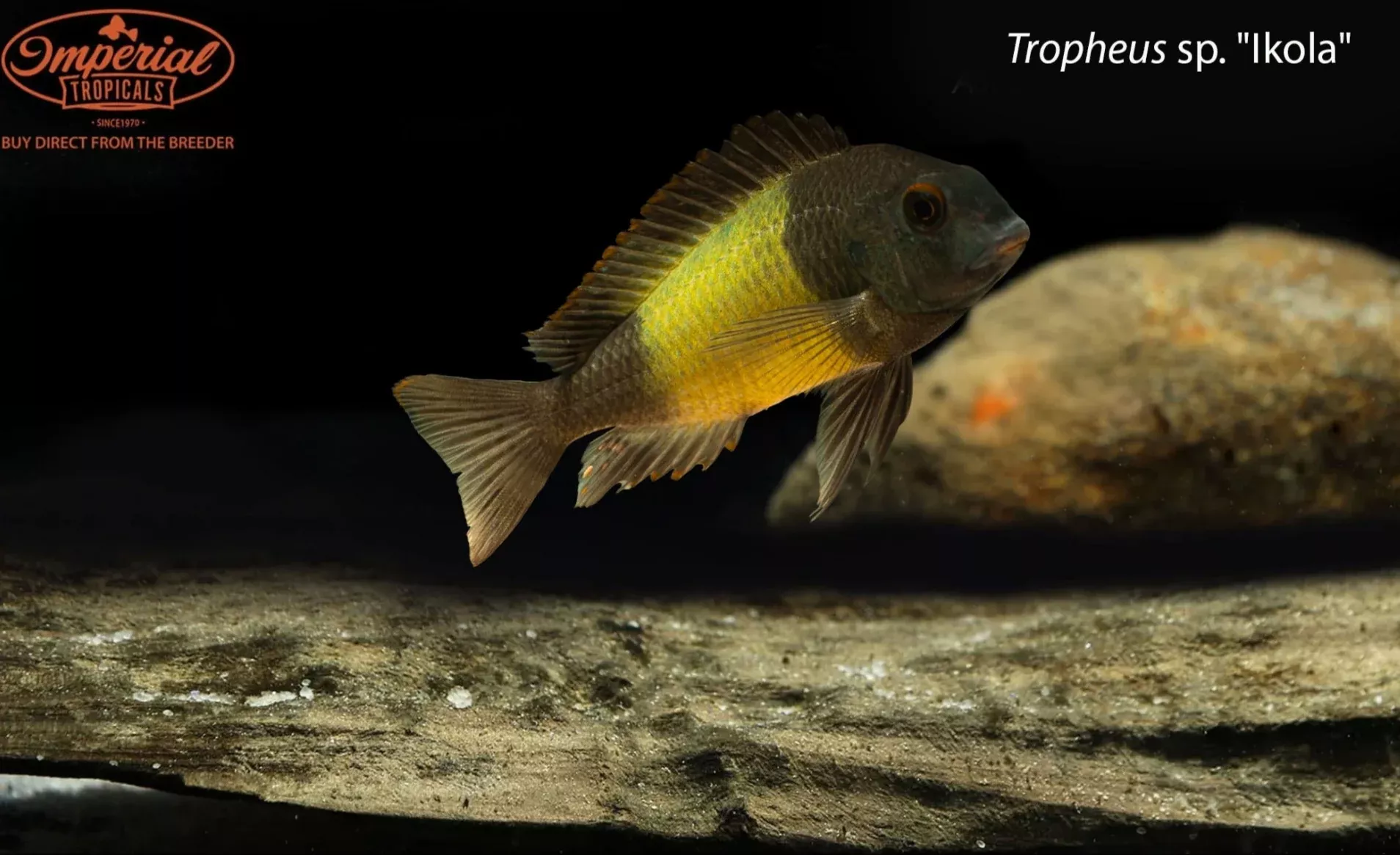 Tropheus sp. "Ikola"