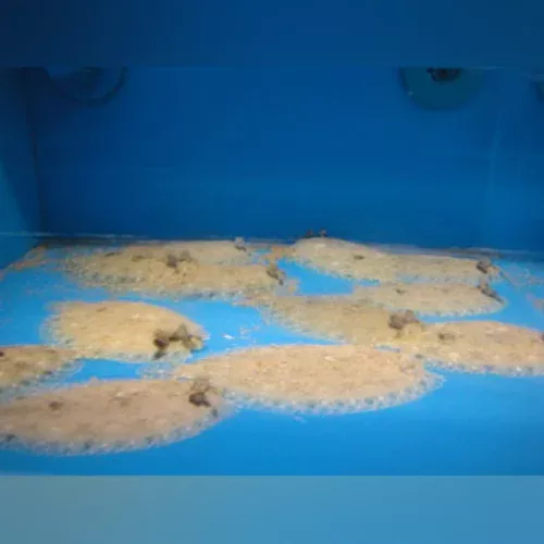 Tropical Flounder