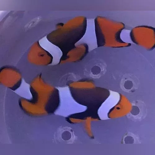 true-percula-clownfish-pair True Percula Clownfish (Pair)