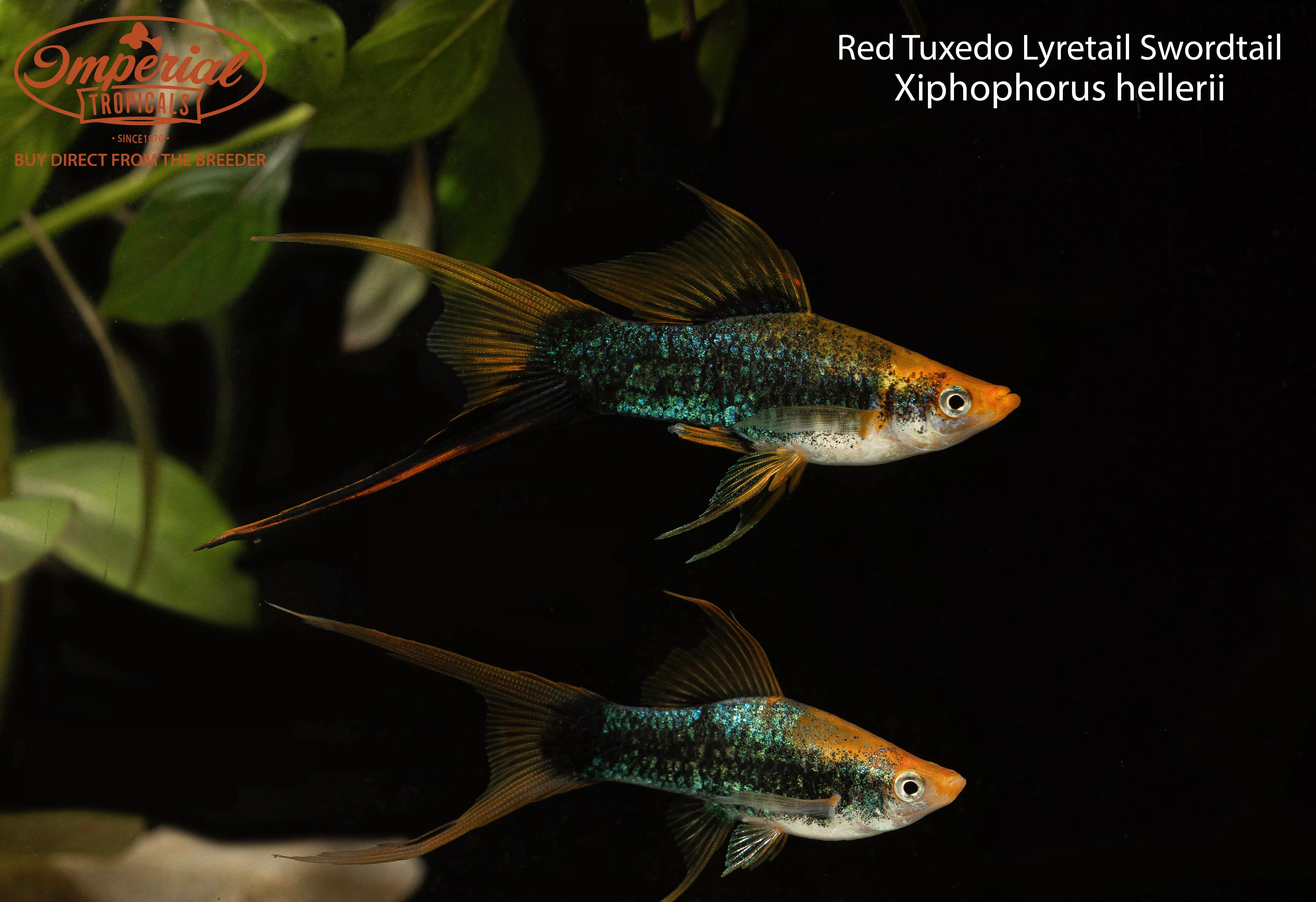 tuxedo-lyretail-swordtail Tuxedo Lyretail Swordtail