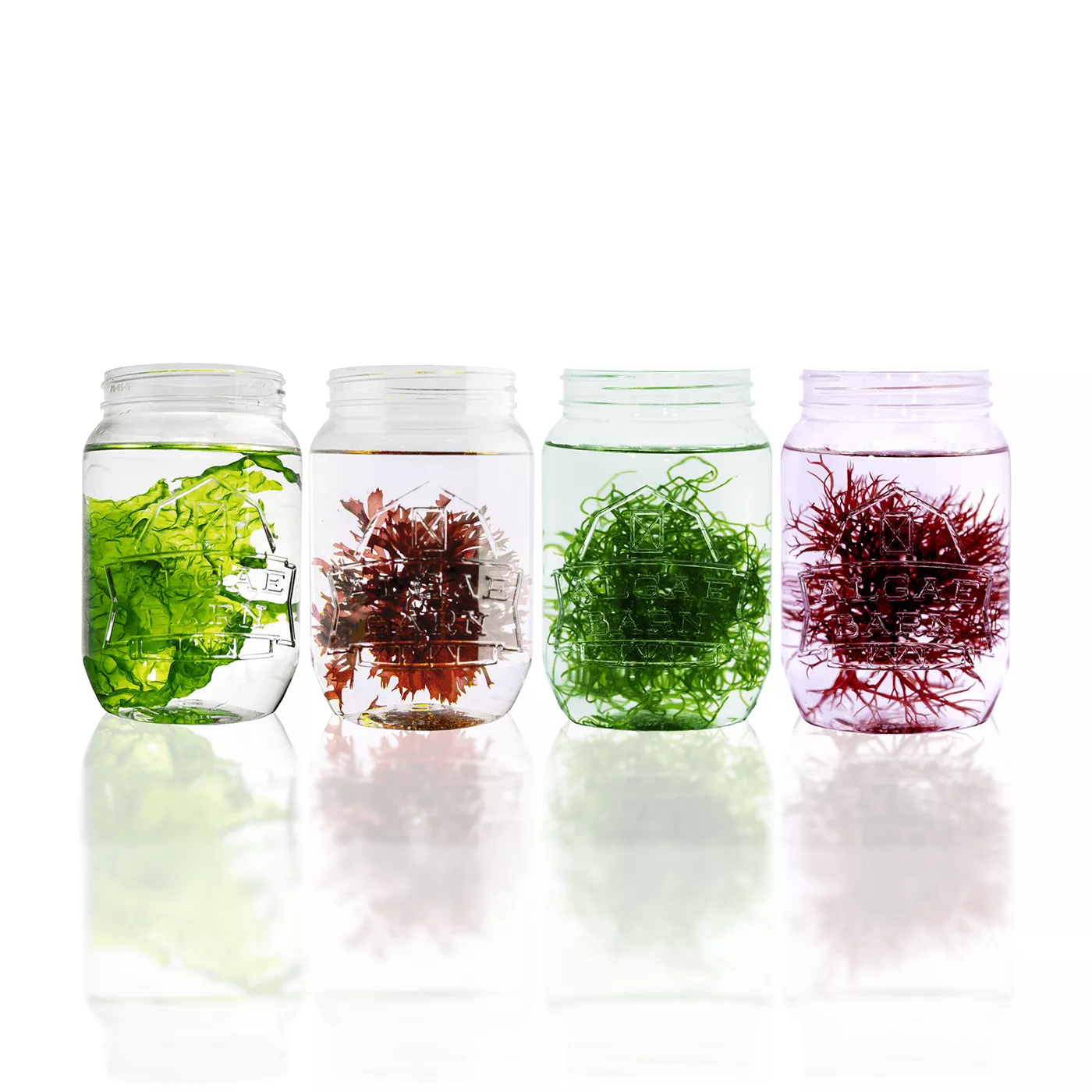 ultimate-macroalgae-pack Ultimate Macroalgae Pack