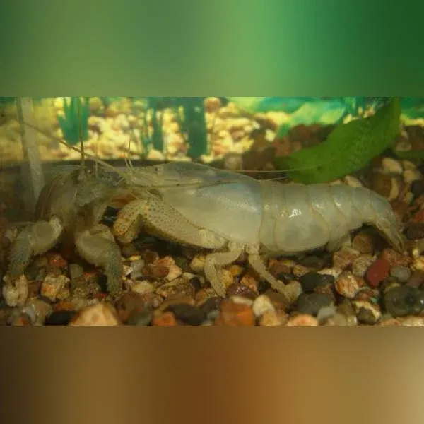 vampire-shrimp Vampire Shrimp