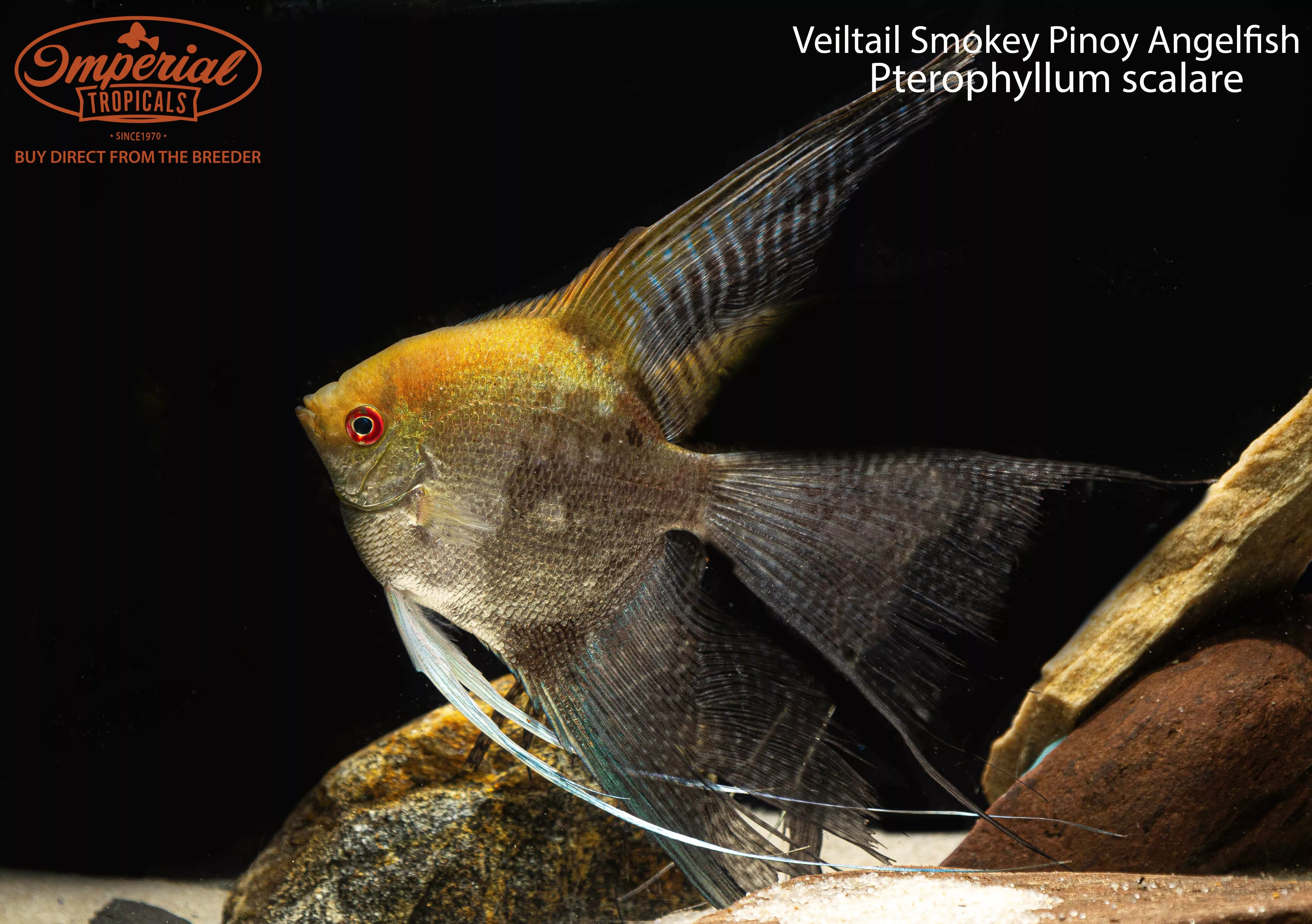 veiltail-smokey-pinoy-angelfish Veiltail Smokey Pinoy Angelfish