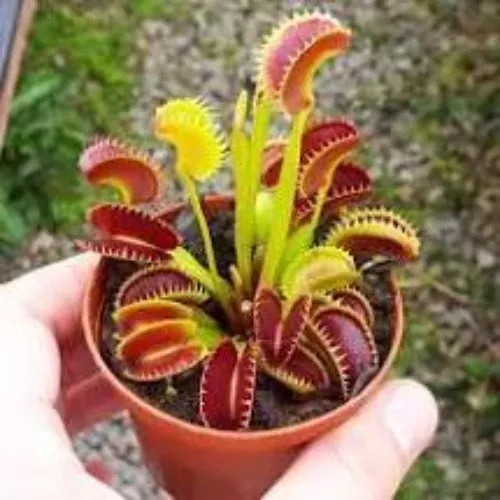 venus-flytrap Venus Flytrap