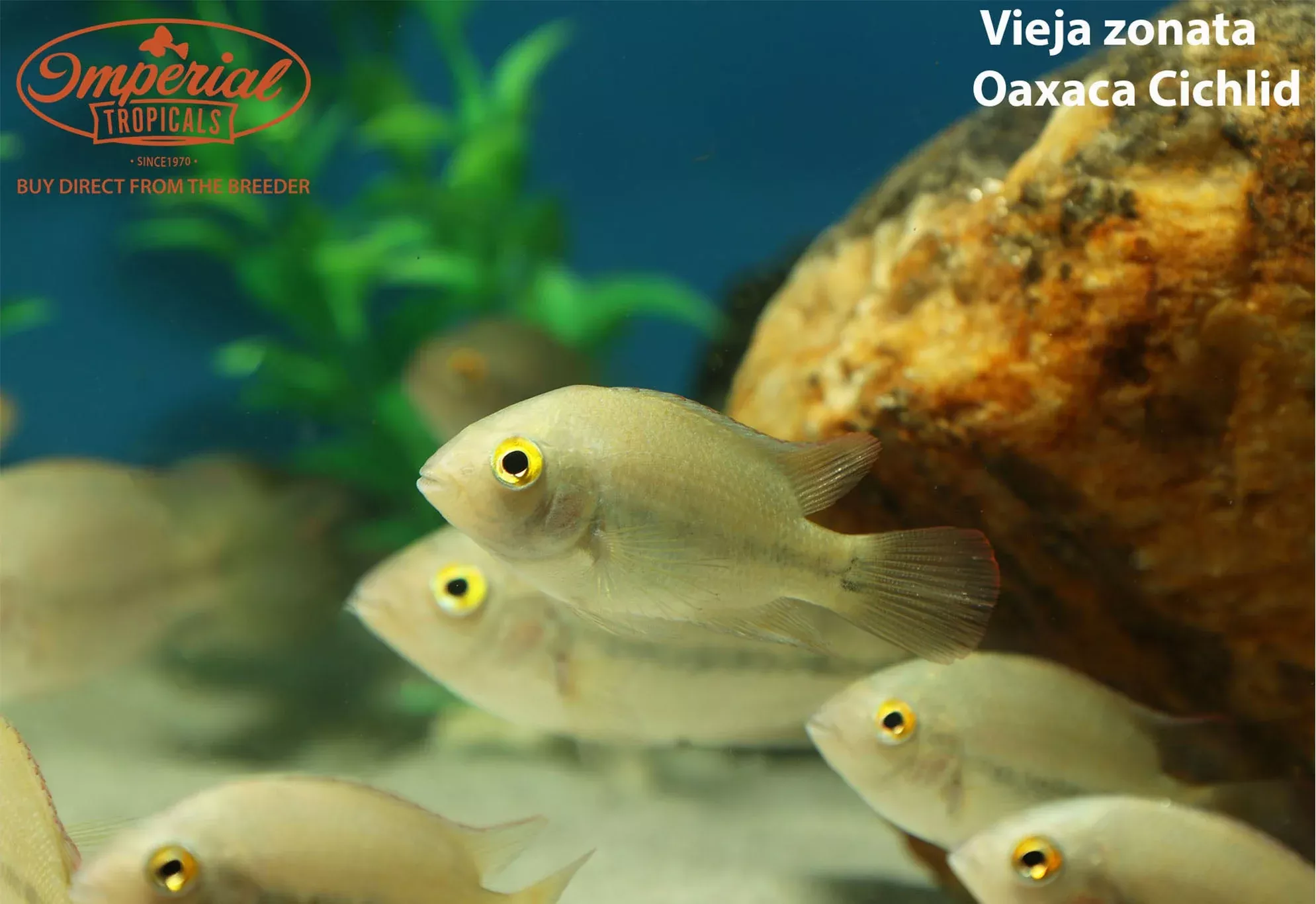vieja-zonata Vieja zonata