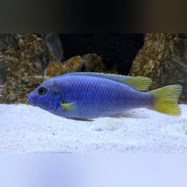 violet-yellow-tail-cichlid Violet Yellow Tail Cichlid