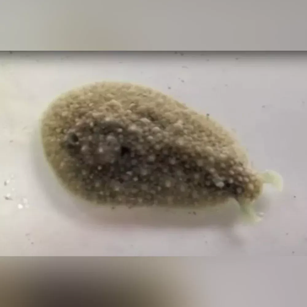 warty-sea-cat Warty Sea Cat