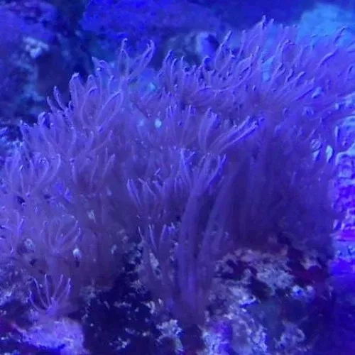 waving-hand-blue-xenia Waving Hand - Blue Xenia