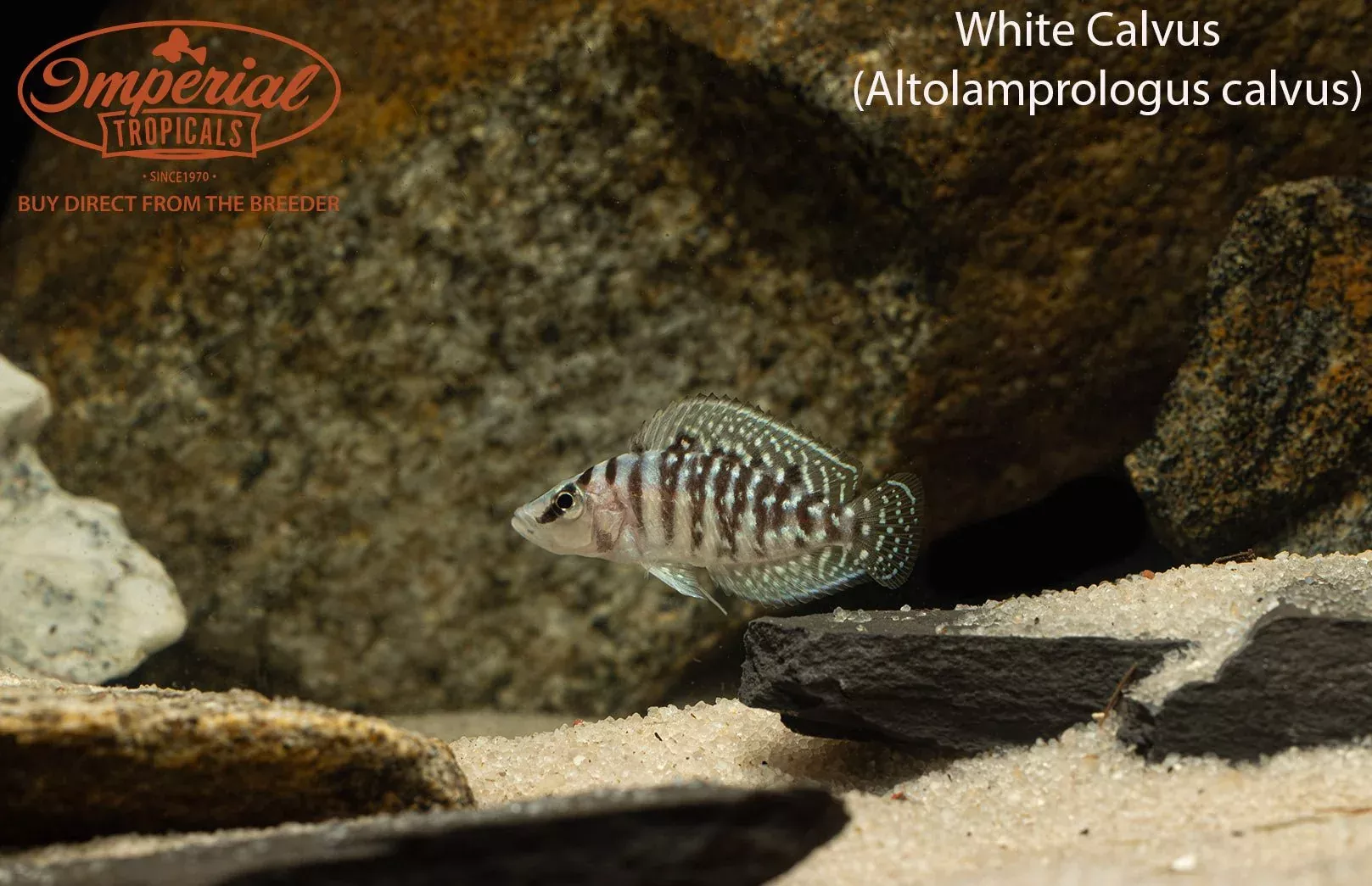 white-calvus White Calvus
