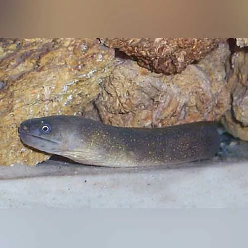 white-cheek-moray-eel-freshwater White Cheek Moray Eel Freshwater