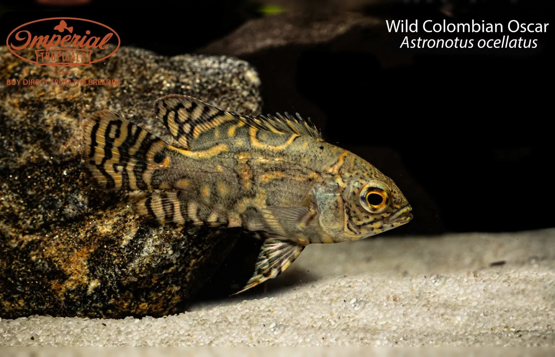 wild-colombian-oscar Wild Colombian Oscar