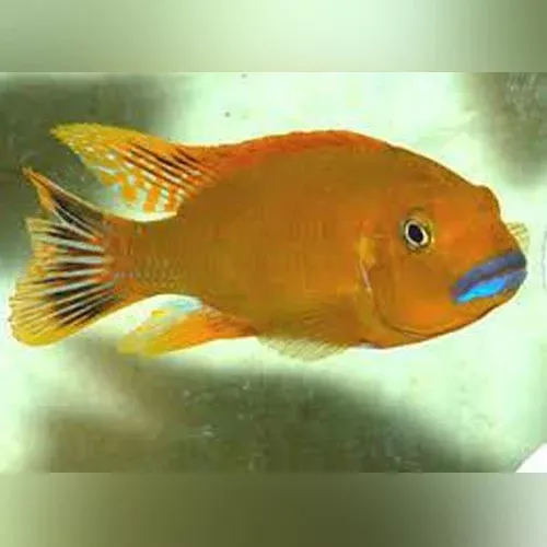 williamsi-blue-lips-cichlid Williamsi Blue Lips Cichlid