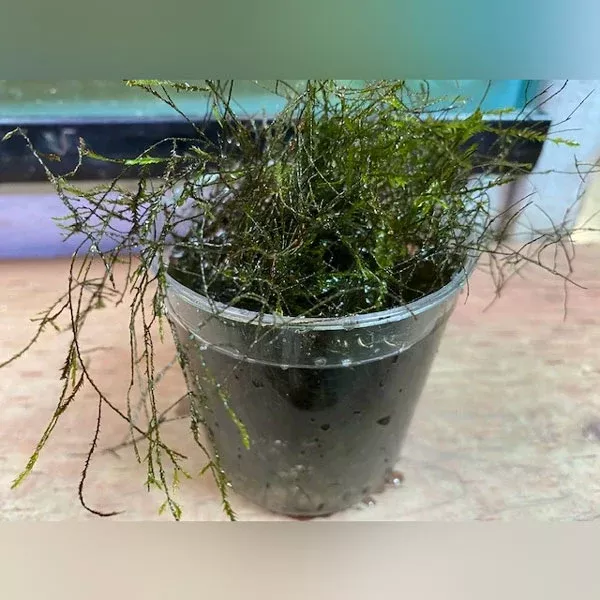 willow-moss Willow Moss
