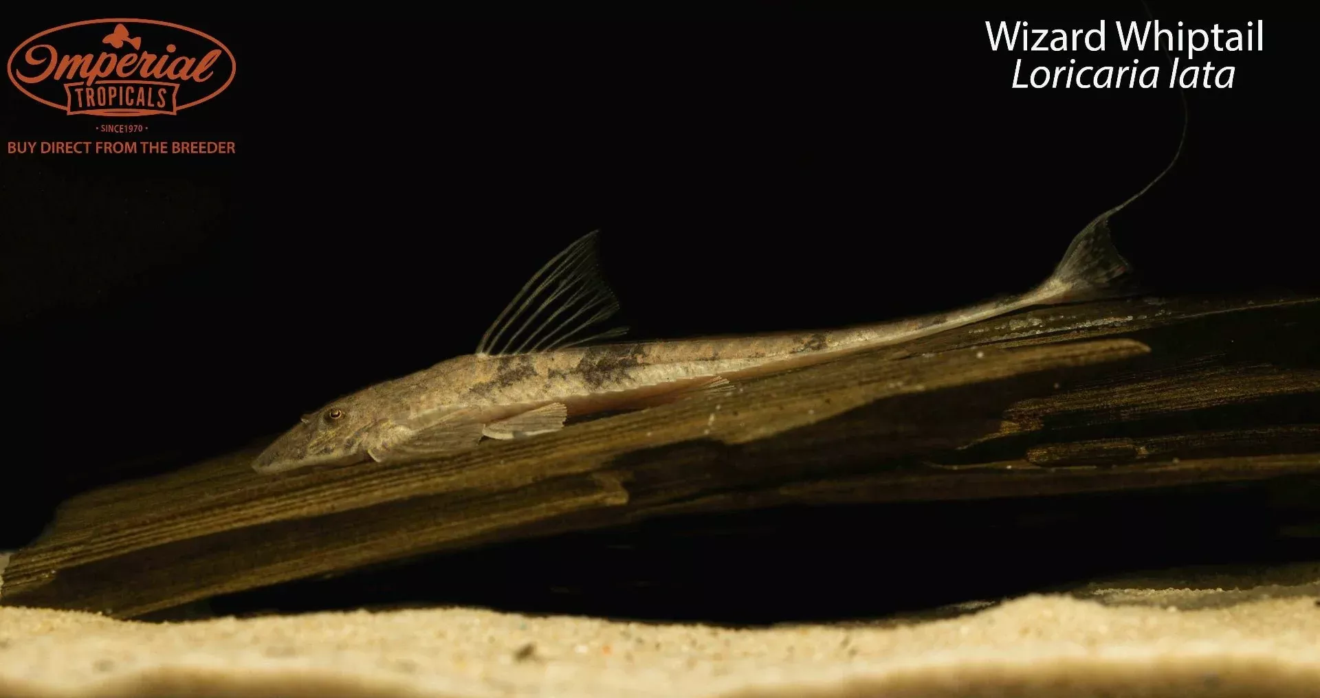 wizard-whiptail Wizard Whiptail