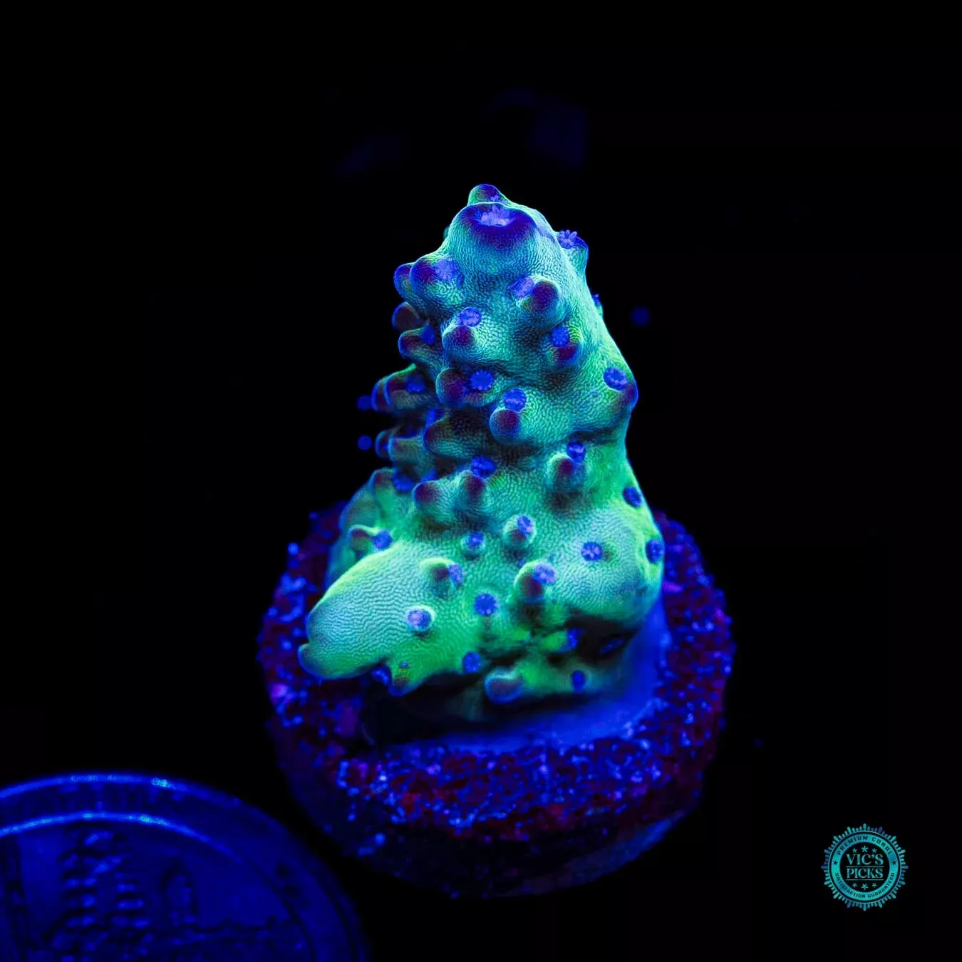 wwc-josh-s-granulosa-acropora WWC Josh's Granulosa Acropora